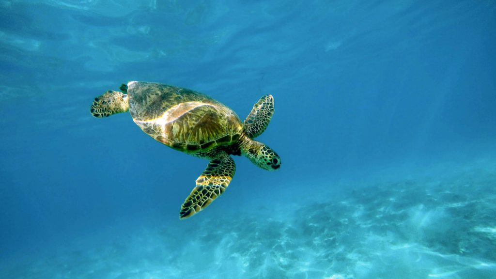 Swim in the Caribbean with sea turtles on your Take It Easy charter